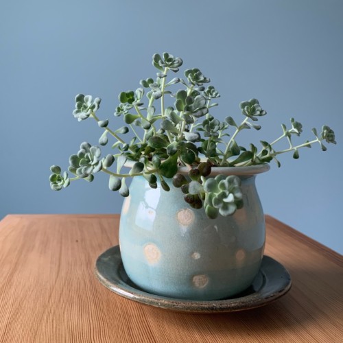 Blue Polka Dot Planter