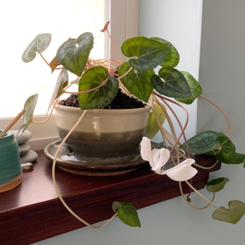 Planter with Built In Plate