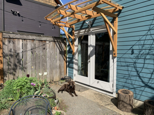 Studio Dog Watches Guard